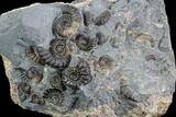 Ammonite (Promicroceras) Cluster - Somerset, England #86278-3